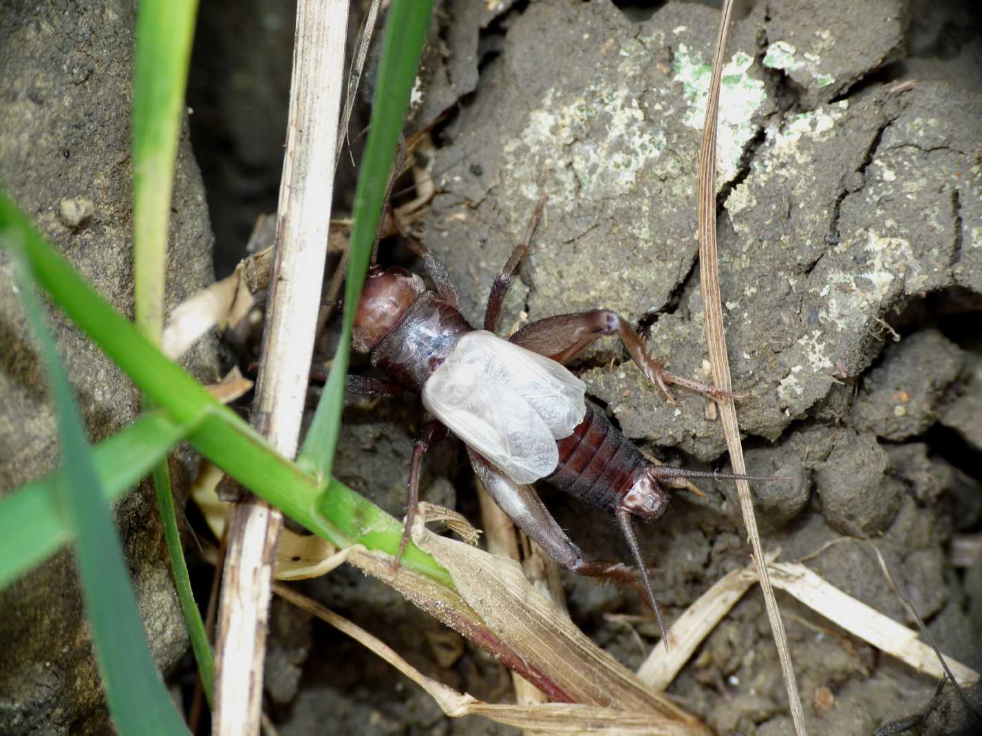 I grilli della Tolfa: Melanogryllus desertus